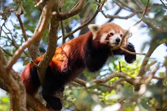 Symbio Wildlife Park - Thursday 15th October, 2020 Image -5f8d00a61b85f